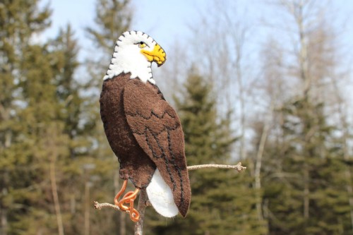 bald-eagle