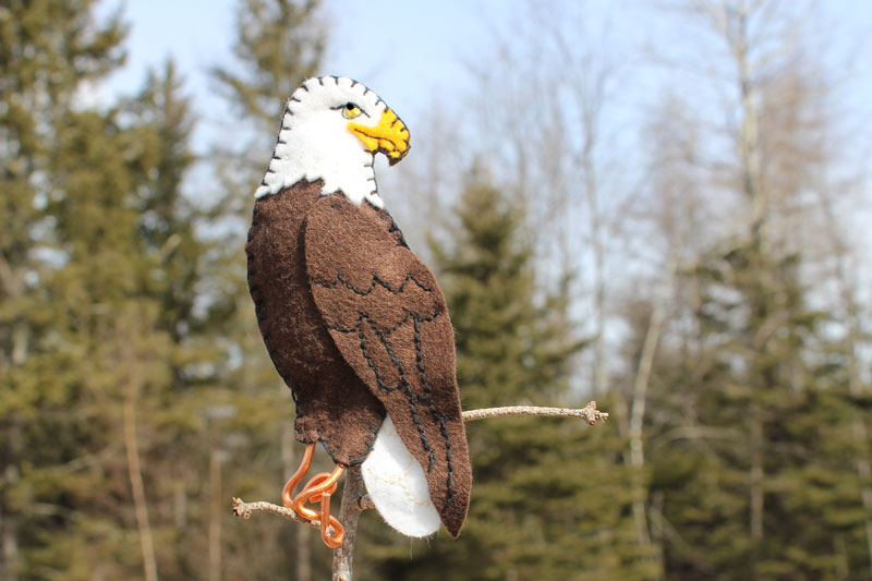 America’s Majestic Bald Eagle