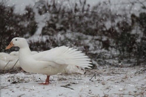 duck-snow