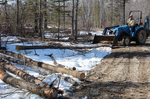 Paul collecting trees from the pile we cut today and moving them to the wood pile. 