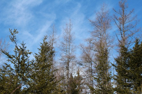 We've been systematically clearing out the dead trees surrounding the house. 