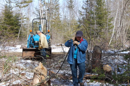 Paul cuts the trees. Hannah and I lasso the trees with a chain so the tractor can yank them out of the woods. 