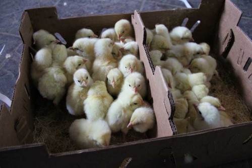 50 Mail Order Chickens