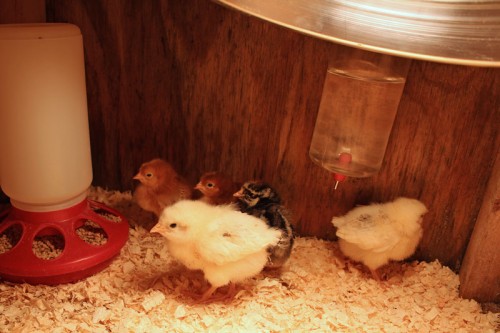 Rhode Island Red, Wyandottes, and Delaware Chicks