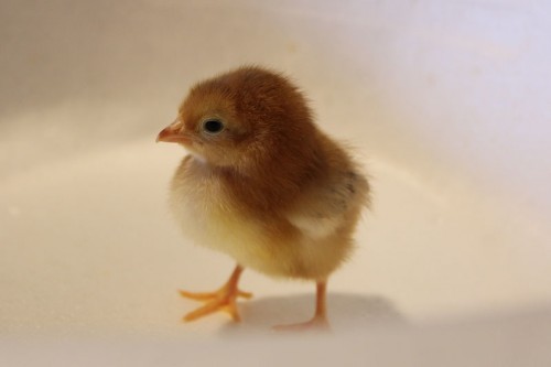 Rhode Island Red Chick