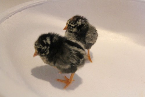 Silver Laced Wyandotte Chicks