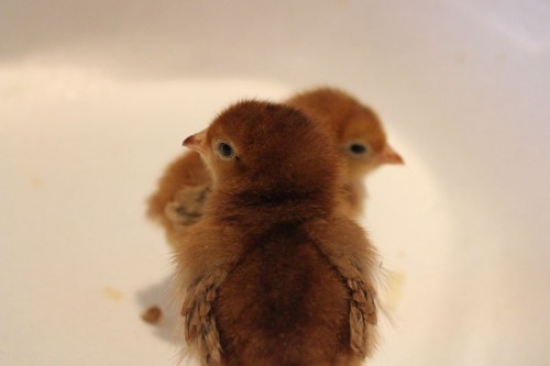 Rhode Island Red Chicks