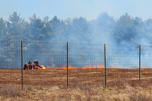 burning the blueberry barrens