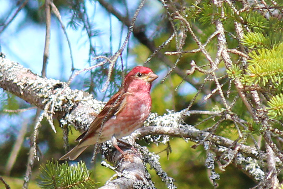 Spring Bird Show