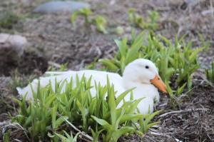 Dilly Duck in the Lillies