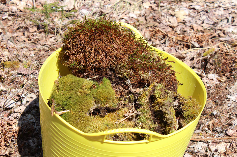 The Moss-Lined Raised Garden Experiment