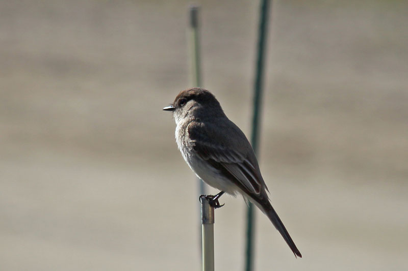 Eastern Phoebe