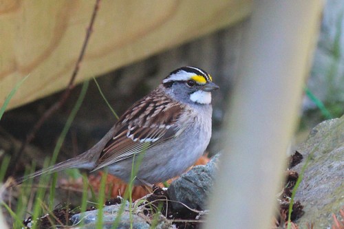 white-throated-sparrow