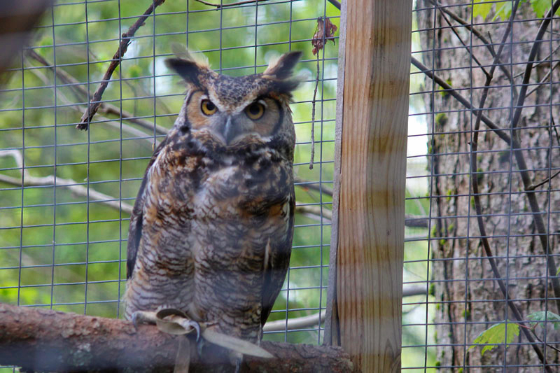 Owling at Birdsacre