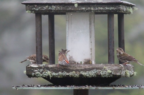 Chipping Sparrows