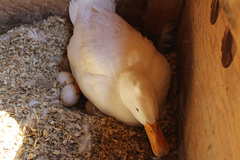 Broody Banty, Broody Buff, Broody Duck