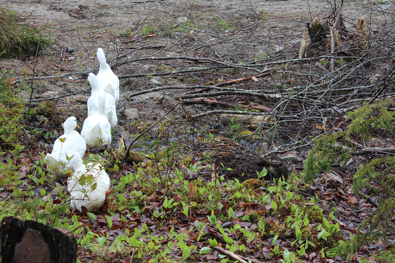 Wandering Ducks