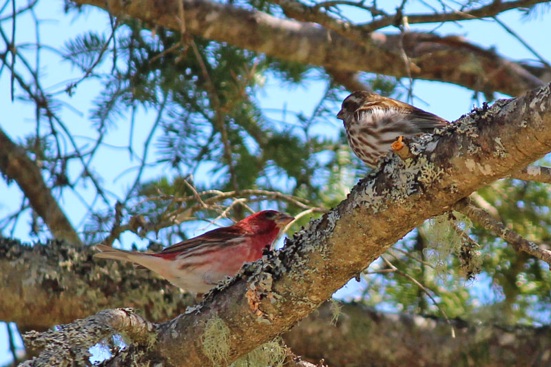 A Pretty Pair of House Finches