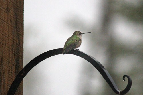 hummingbird2