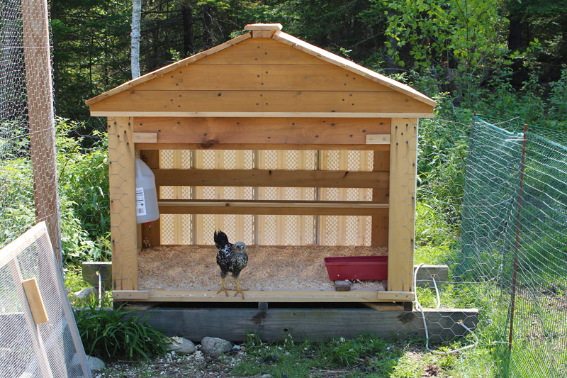 A Halfway House for Chickens