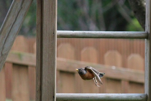 in-flight