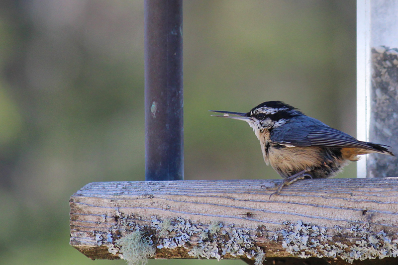 Happy Little Nuthatch