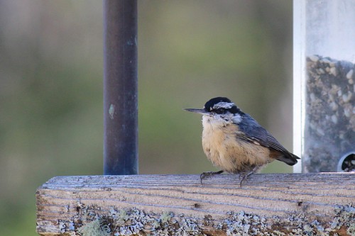 nuthatch2