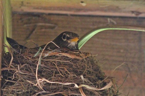 robin-in-nest