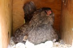 bantam chick