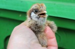 bantam chicks