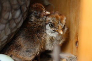 baby bantam chicks