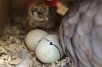 bantam chick hatching
