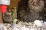 bantam ameracauna chicks