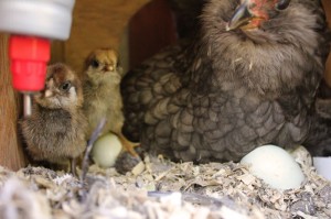 bantam ameracauna chicks