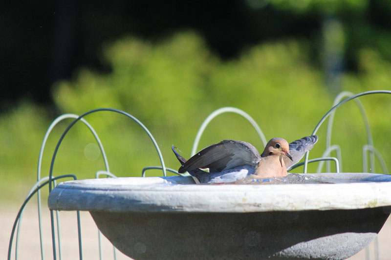 A Visitor to the Garden Bird Bath