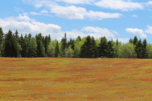 barrens