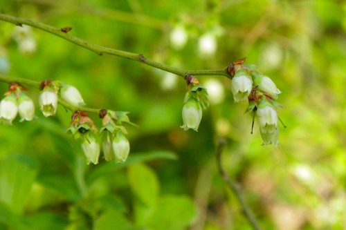 Wild Blueberry