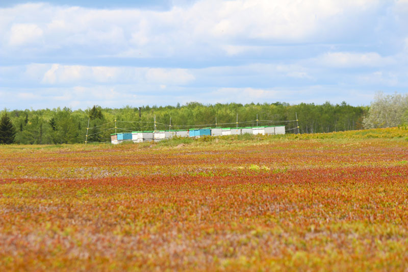 Bees in the Barrens