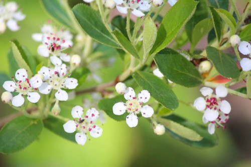 Wild Blackberry Flowers