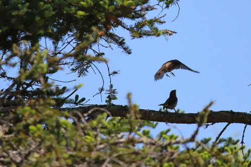 courtship