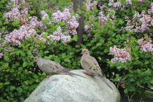 mourning doves