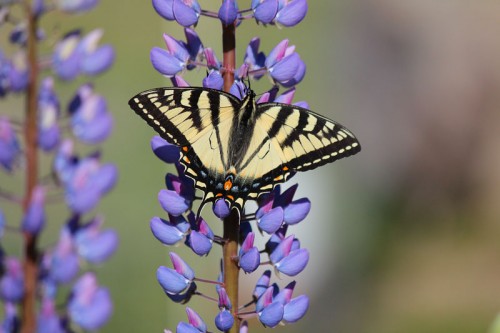 Eastern Tiger Swallowtail