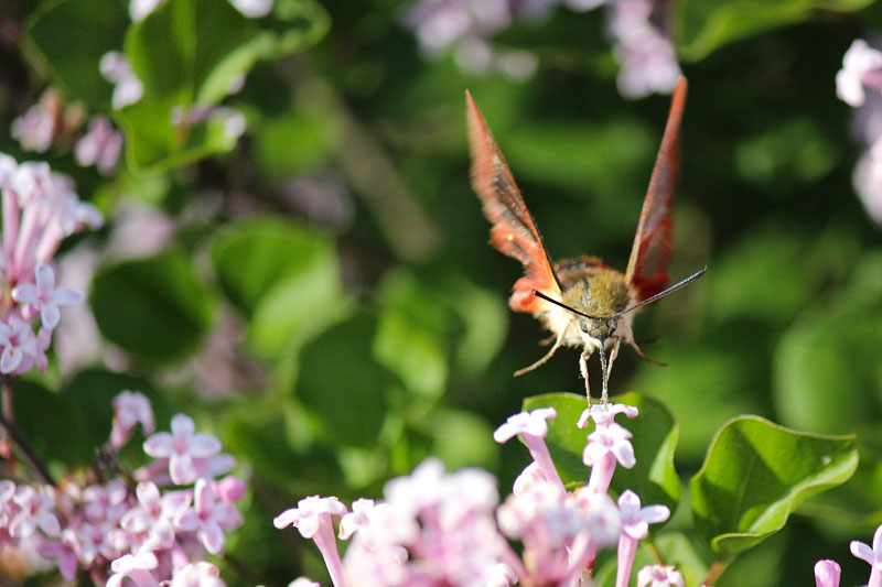 Feasting on Lilacs