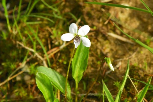 Bog Violet or Lance-leaved Violet