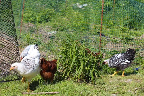 The new girls get their first taste of free ranging.