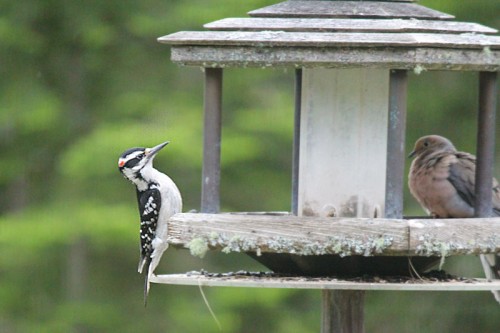 hairy-woodpecker