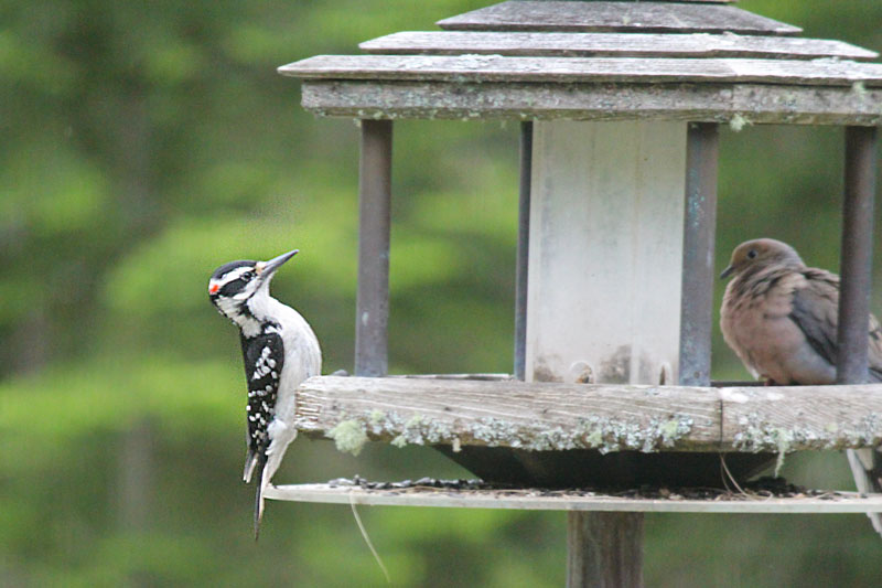 Hairy Woodpecker – My Morning Visitor