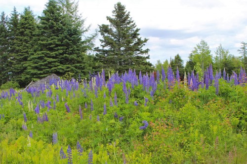 lupins