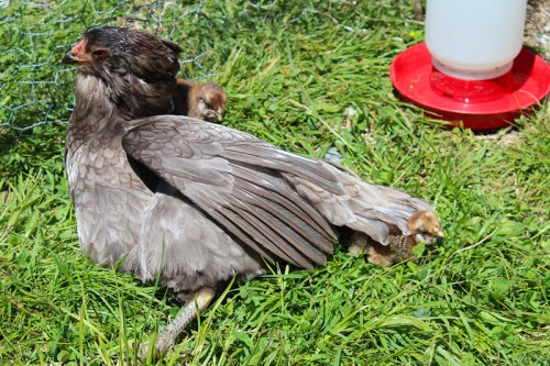 Shadow kicking back with her babies. 