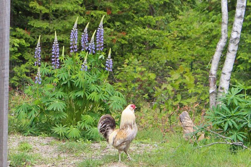 my-lupins